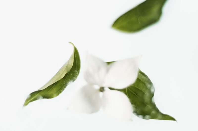 White flower falling